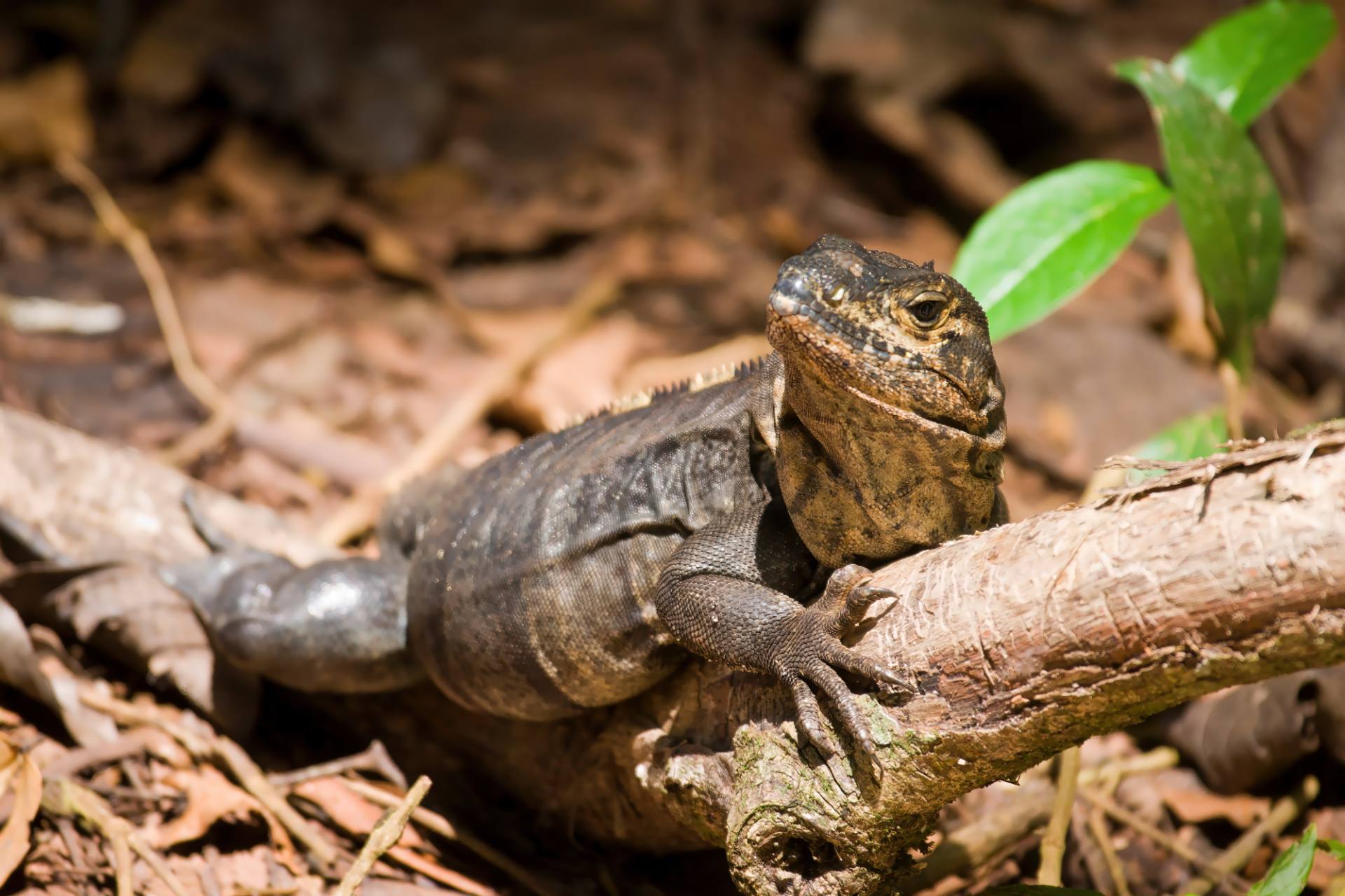 Gemeiner Schwarzleguan (Ctenosaura similis)
